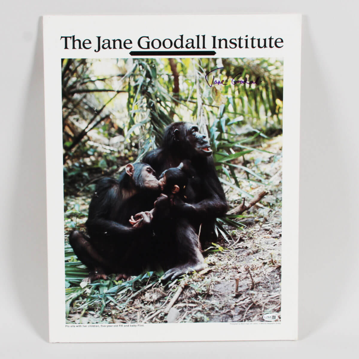 Jane Goodall Signed Poster - COA JSA